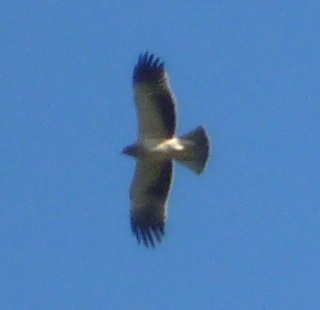 Aquila minore